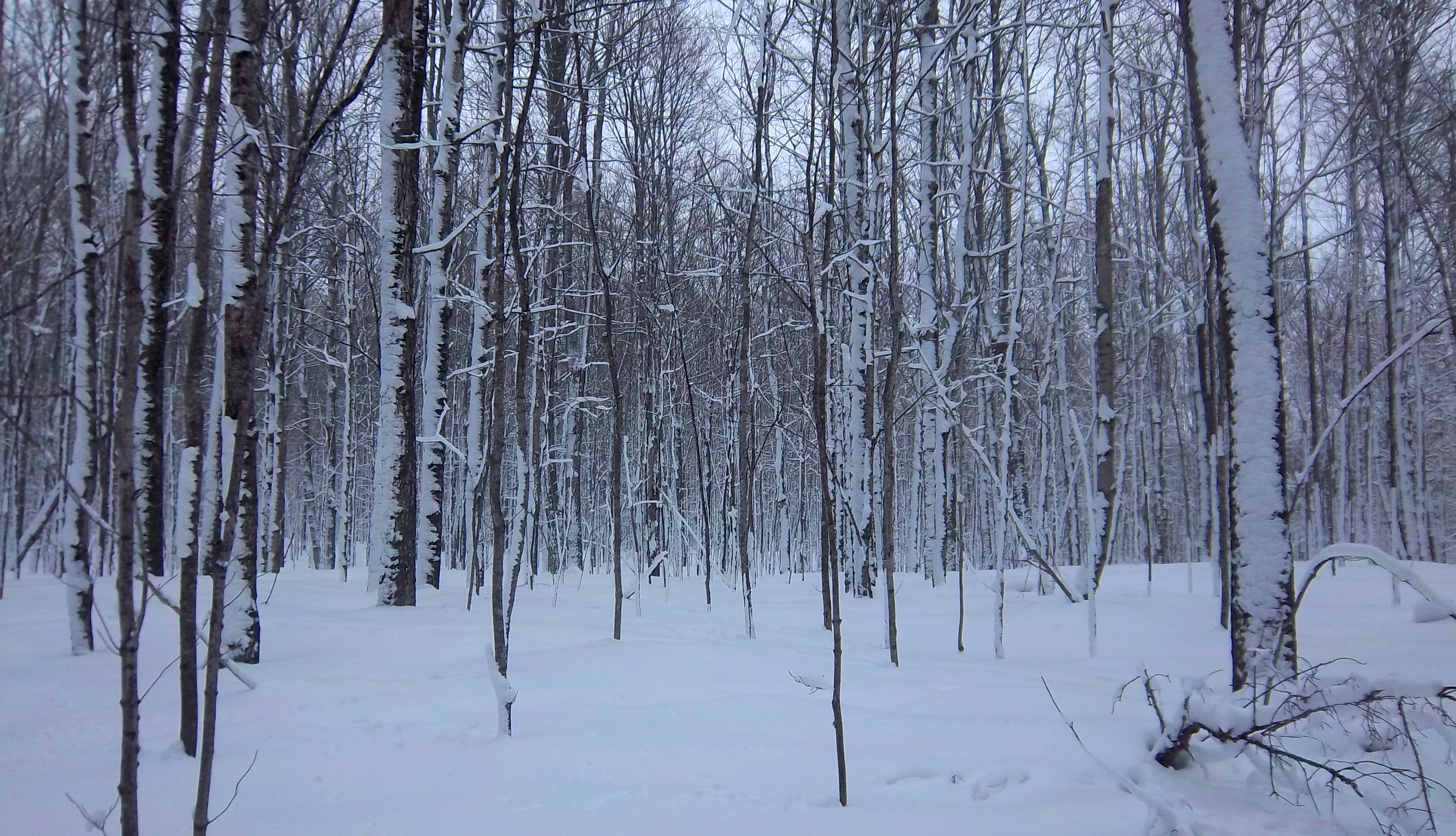 Wintry Woods in Michigan
