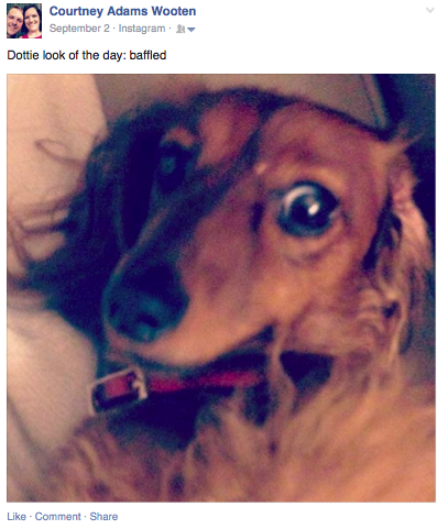 image of Dottie the dog