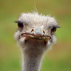 ostrich